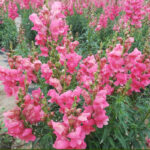 O1CN01wKEw0N1PKWHAO23mP__6000000001822-0-cib