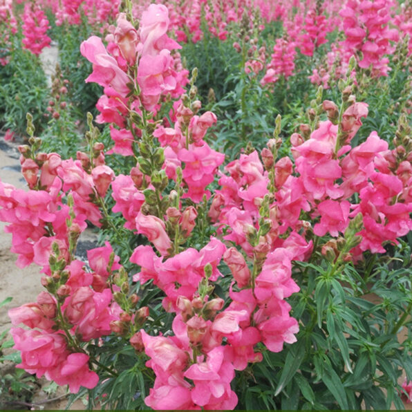 The Rose Snapdragon Seeds