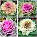 O1CN01wLaXWB2Jkjm5UYtIZ__2213216199460_jpg_q50_jpg