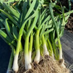 O1CN01ukc7hP2DjSuYxaWZf__2214675978645_jpg_q50_jpg