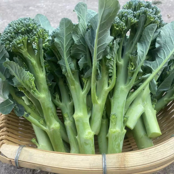 Skytree Hybrid Broccoli Seeds