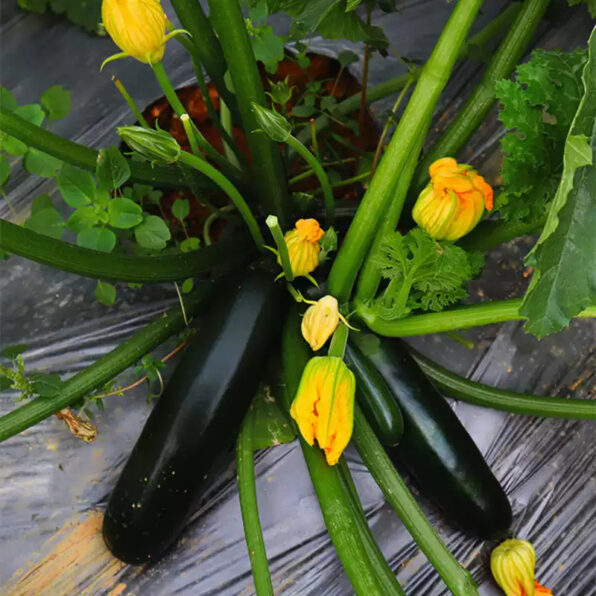 Raven Hybrid Squash Seeds