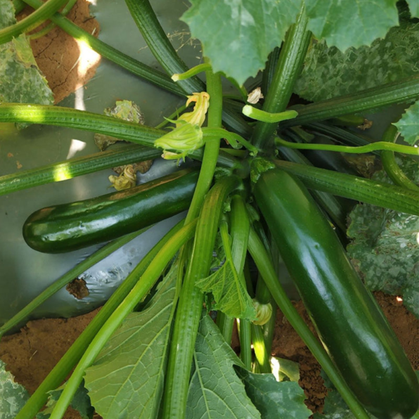 Black Beauty Organic Squash Seeds