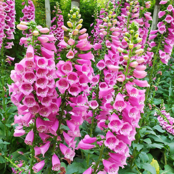 Candy Mountain Foxglove Seed