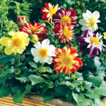 O1CN01CQQXQ72JkjlcmERcE__2213216199460_jpg_q30_jpg