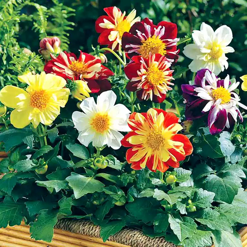 O1CN01wqTDSF2JkjlZemWQL__2213216199460_jpg_q30_jpg