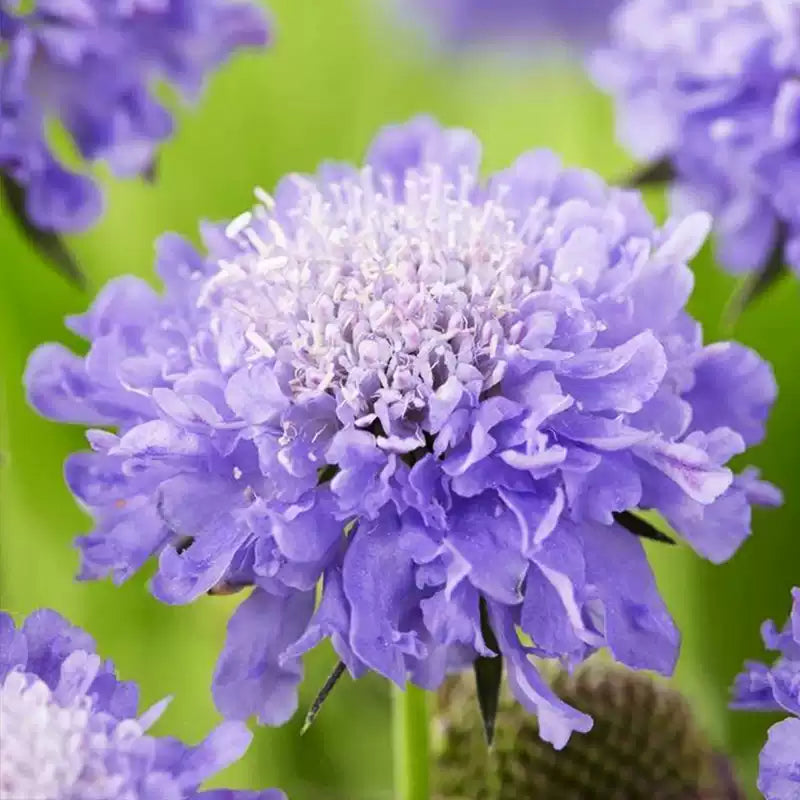 O1CN01wrBSWm2Jkjm4DVuJD__2213216199460_jpg_q50_jpg