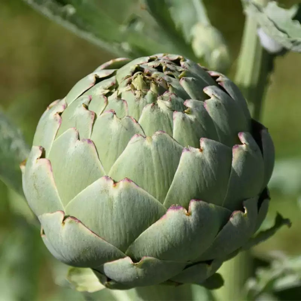 Imperial Star Artichoke Seeds