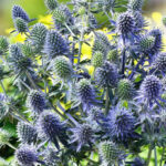 Blue Hobbit Sea Holly Eryngium Seeds
