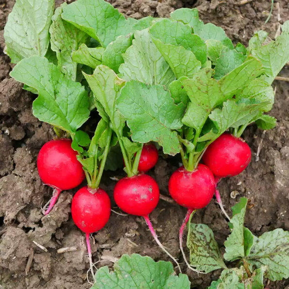 Roxanne Hybrid Radish Seeds
