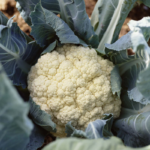 O1CN01Wi2XOq1RcVCccD8td__2201301182132