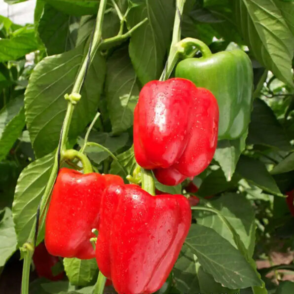 Sailfish (F1) Bell Pepper Seed
