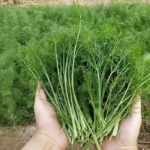 Grosfruchtiger Leaf Fennel Seed