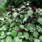 O1CN01oBbd5z2JkjltyMmJe__2213216199460_jpg_q50_jpg