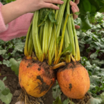 O1CN01KqqBuz1jndzmIk4up__260204593_jpg_q50_jpg