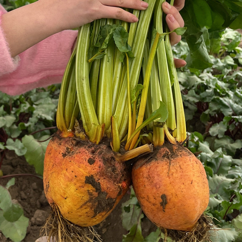 O1CN01xnGafz1jndzpSCBwl__260204593