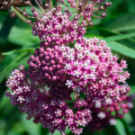 Common Milkweed Heirloom Seeds