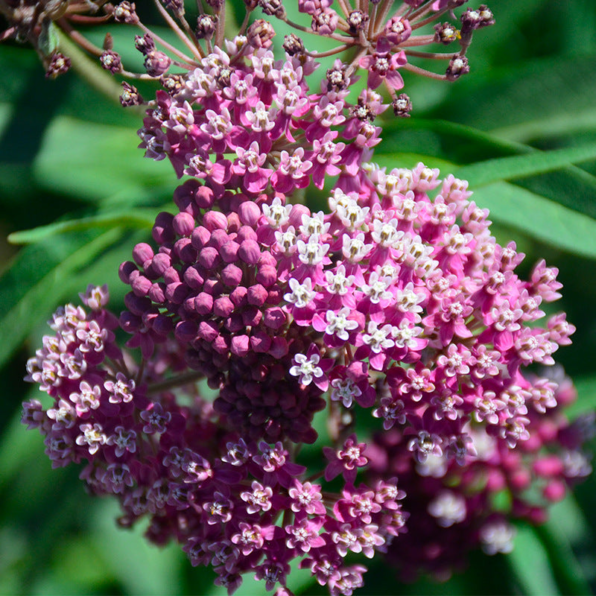 Common Milkweed Heirloom Seeds