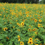 O1CN01WHlLbe2Jkjlu6eVve__2213216199460_jpg_q50_jpg