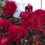 O1CN01s1cUNK2BdOHeC5Iyp__2044468361-0-cib