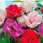 Mix Hybrid Impatiens Seeds