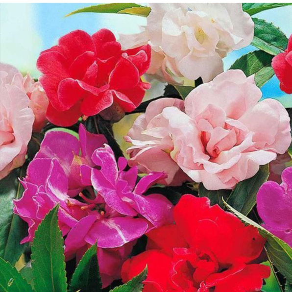 Mix Hybrid Impatiens Seeds