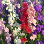 O1CN01pNBoQm2Jkjla1G9ti__2213216199460_jpg_q50_jpg