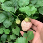 O1CN01F4WOaO2Jkjlye2GDA__2213216199460_jpg_q50_jpg