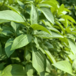 O1CN01yprcKo23IJKxcYn4n__2215685327232_jpg_q50_jpg