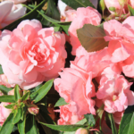 O1CN01yD0FOu2JkjlVhxgUl__2213216199460