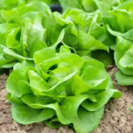 O1CN013k5GkY25HyGEWzB0w__2212819927502_jpg_q50_jpg