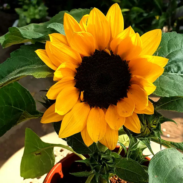 Choice Hybrid Sunflower Seeds