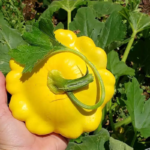 Sunburst Hybrid Squash Seeds