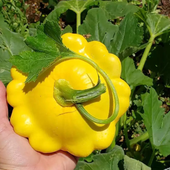Sunburst Hybrid Squash Seeds