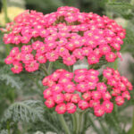 O1CN01Z24BS42Jkjm4g9O2Y__2213216199460-1.jpg_q50-1.jpg__1-1