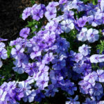 O1CN01smgU5H2JkjeNIz0bf__2213216199460