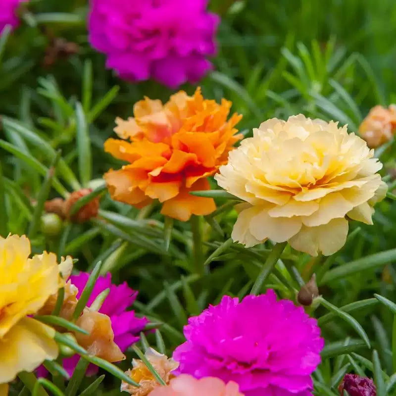 O1CN01zTUDRx2JkjWq9gl77__2213216199460_jpg_q50_jpg