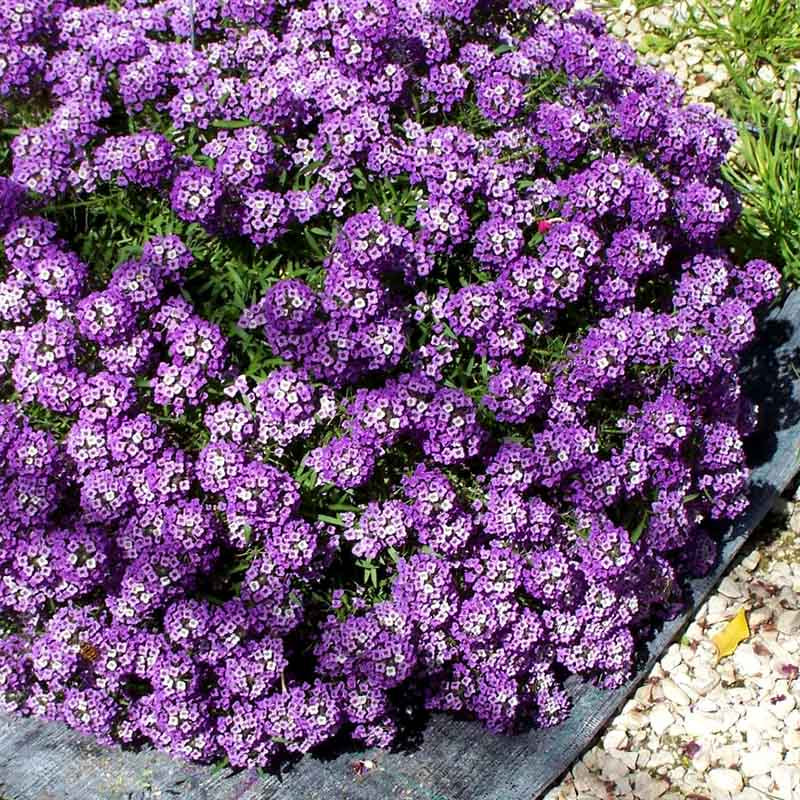 O1CN01zjQCal2Jkjlampajw__2213216199460