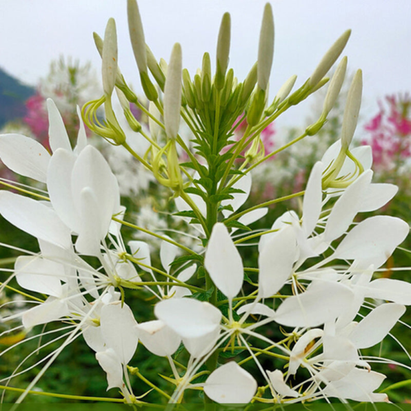 Sparkler White Cleome Flower Seeds
