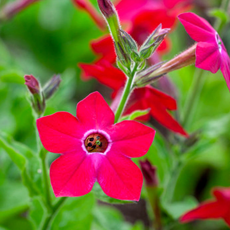 O1CN01zoOu372Jkjlh6LNbV__2213216199460_1