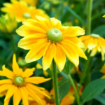 Prairie Sun Rudbeckia Seeds