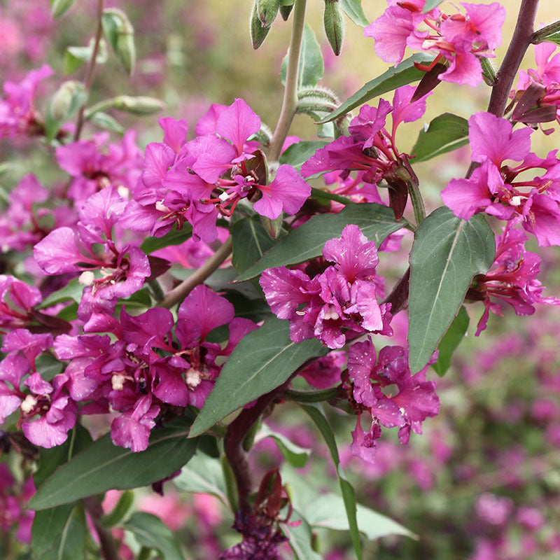 O1CN01zzoXR02BdOQ6b9tS7__2044468361-0-cib