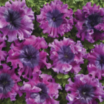 Purple_Petunia_Seeds1