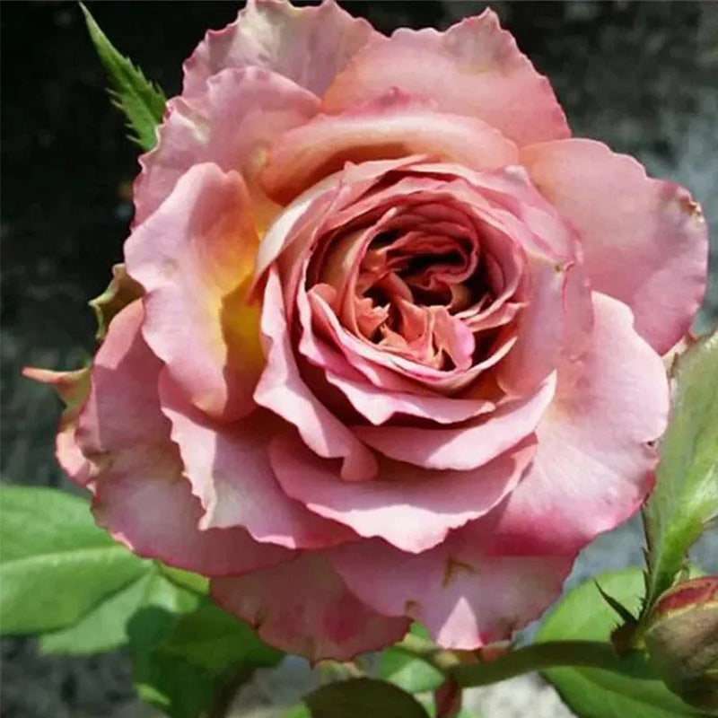 Japanese rare 'British Beats' shrub rose Seeds