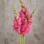 O1CN01OaEj3U2JkjZRpsRZv__2213216199460