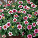 Starlight Rose Zinnia Seeds