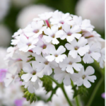Obsession White Hybrid Verbena Seeds