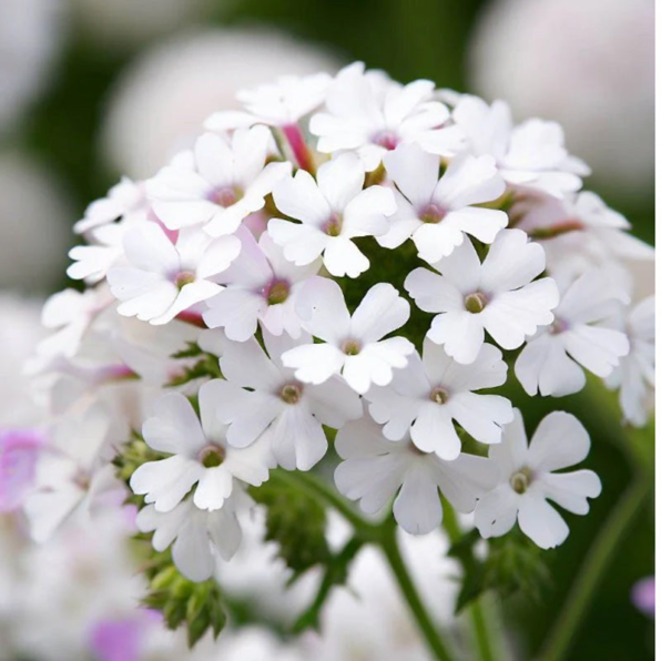 Obsession White Hybrid Verbena Seeds