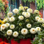 WhiteZinniaSeeds_3