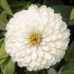 WhiteZinniaSeeds_3